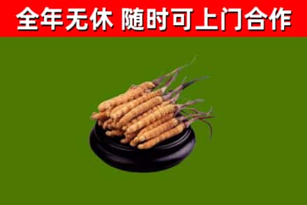 盐田回收散虫草